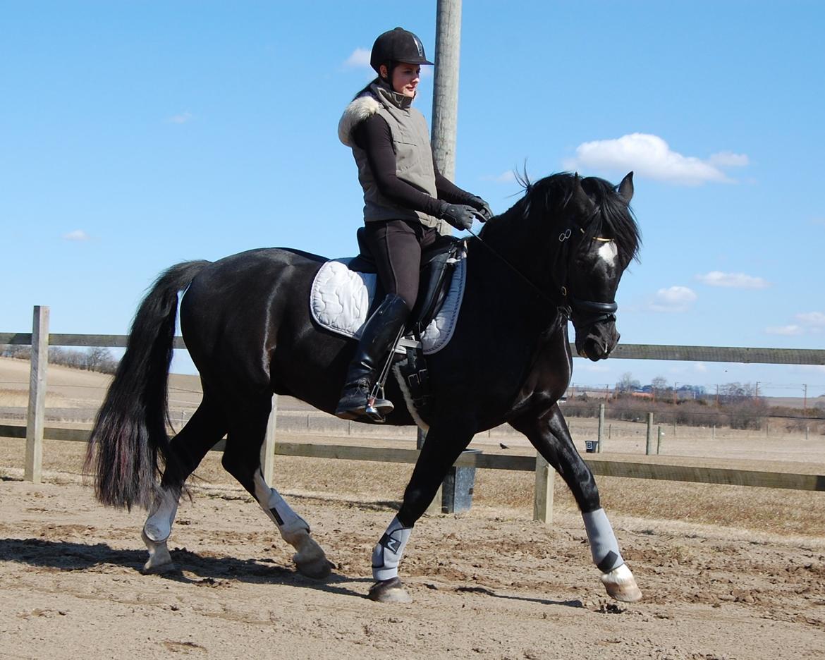 Welsh Cob (sec D) Englyst Shakespeare billede 20