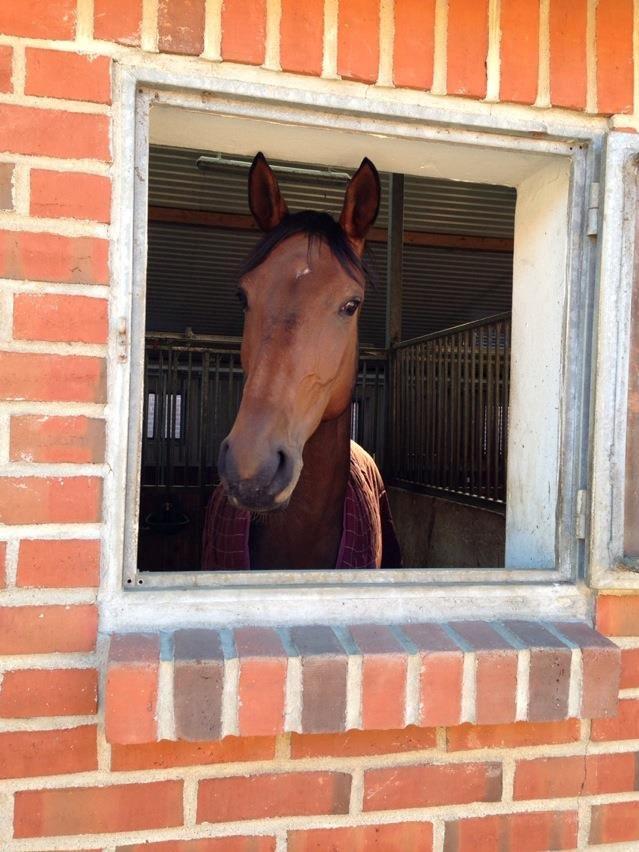 Dansk Varmblod Rødhøjs Charlin billede 1