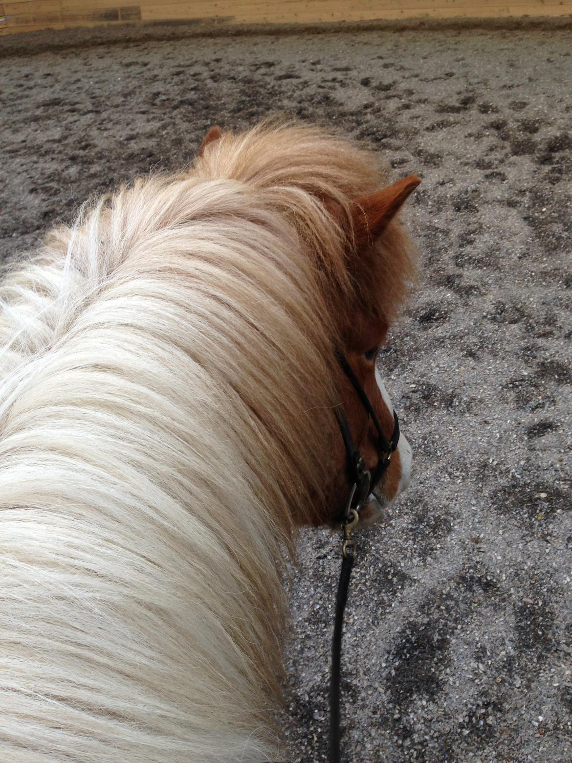 Islænder Girdir billede 11