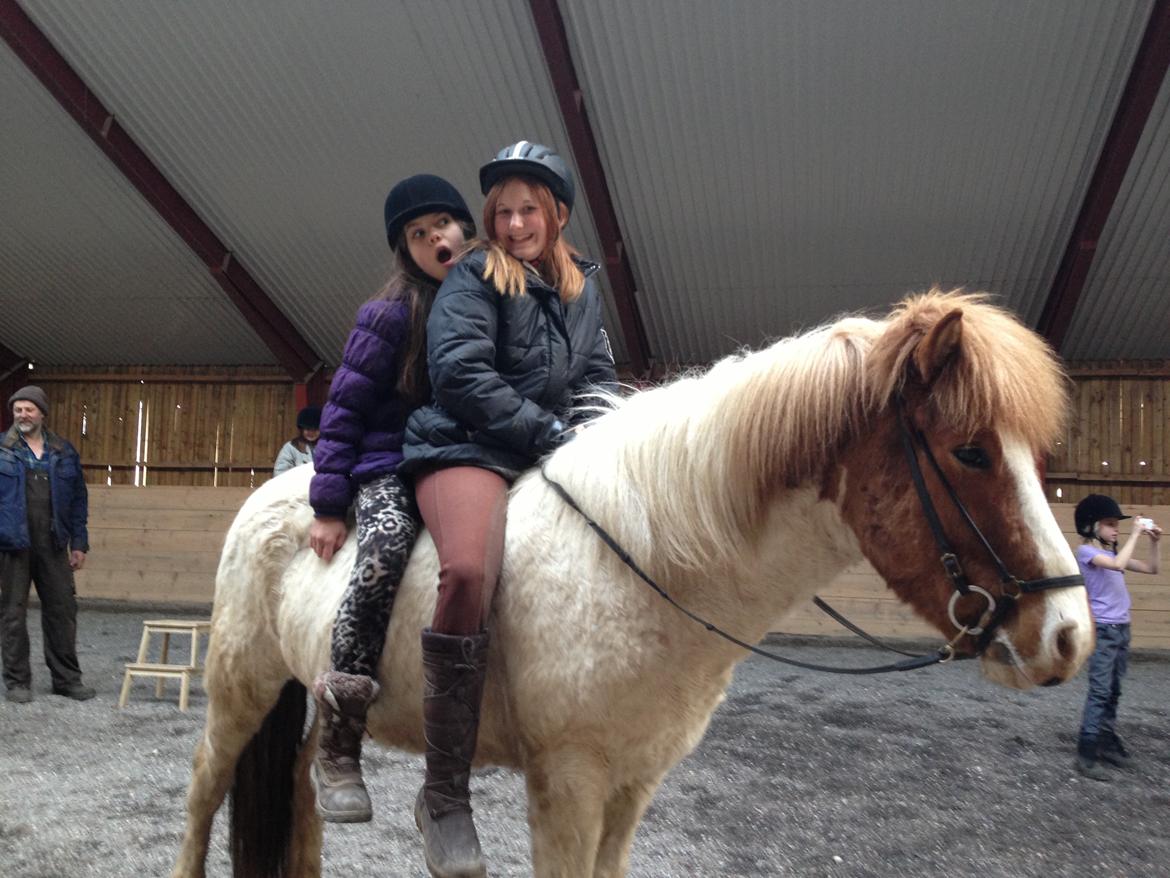 Islænder Girdir billede 13