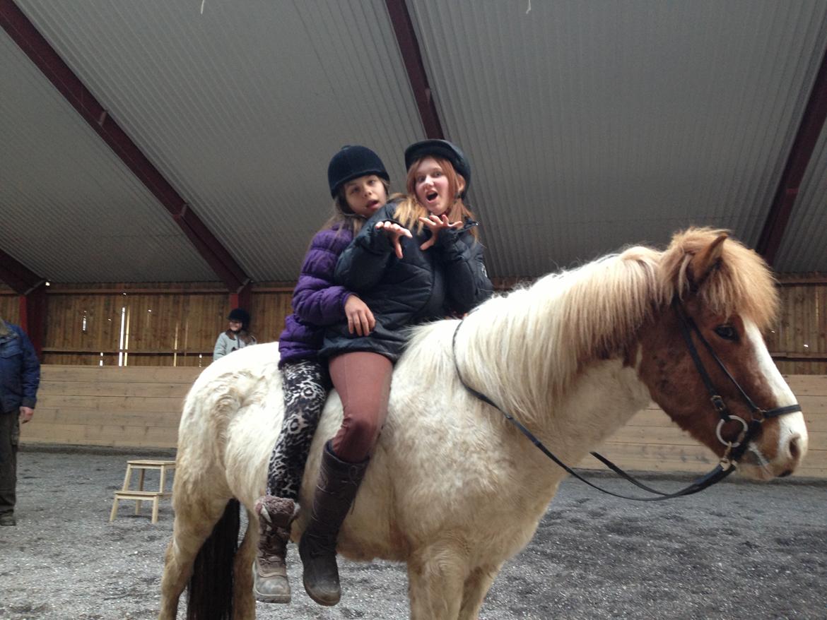 Islænder Girdir billede 14