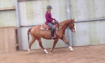 Paint Miss Dakota Salsa - Solgt billede 1