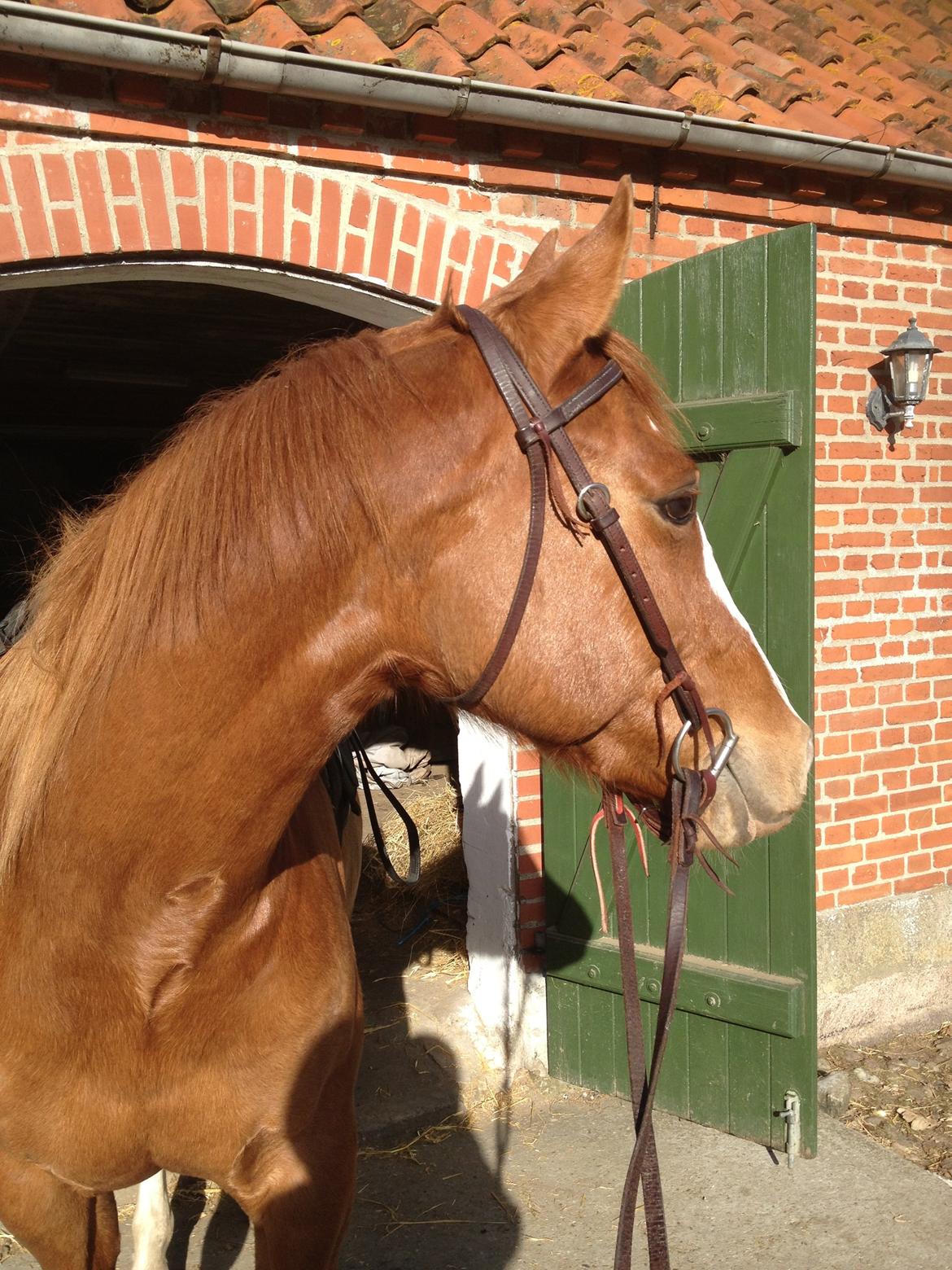 Paint Miss Dakota Salsa - Solgt billede 4