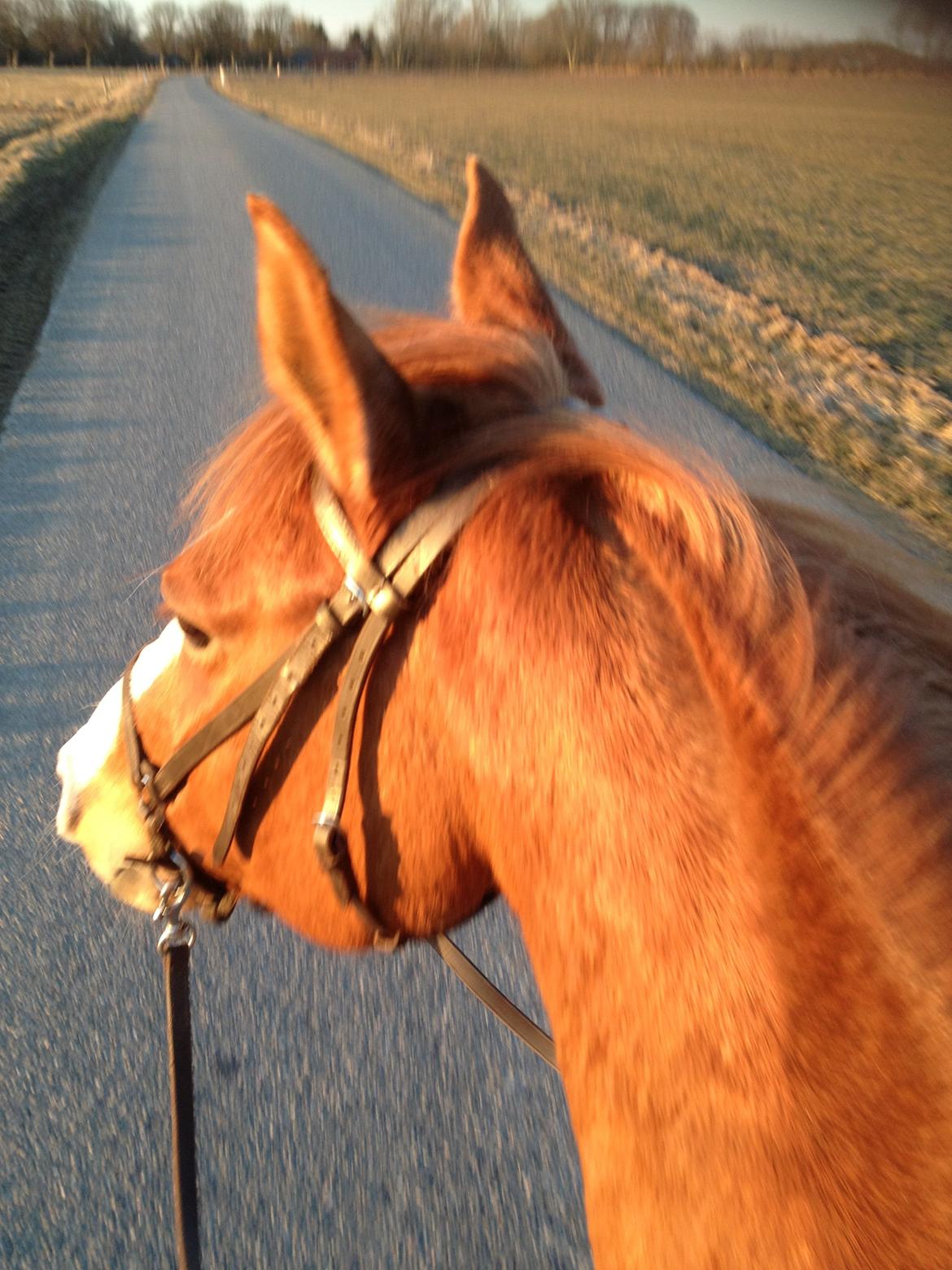 Paint Miss Dakota Salsa - Solgt billede 8