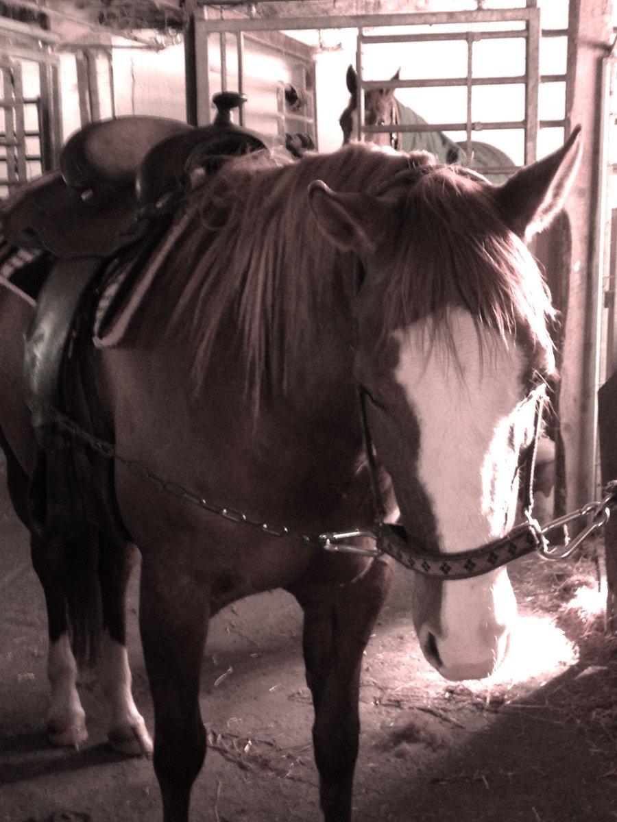 Paint Miss Dakota Salsa - Solgt billede 9