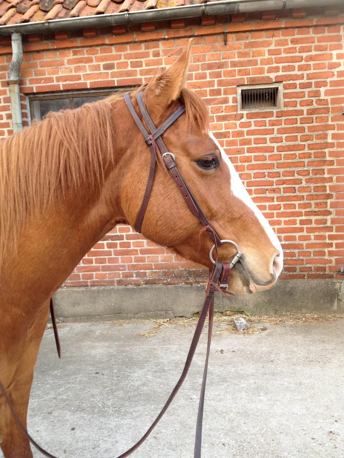 Paint Miss Dakota Salsa - Solgt billede 11