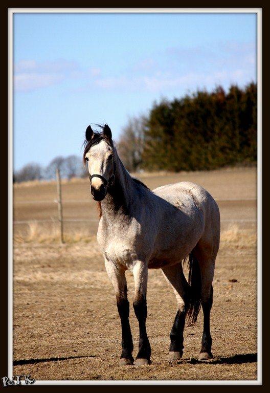 Barockpferd Birkegaards Braveheart R.I.P - 1 April 13 billede 15