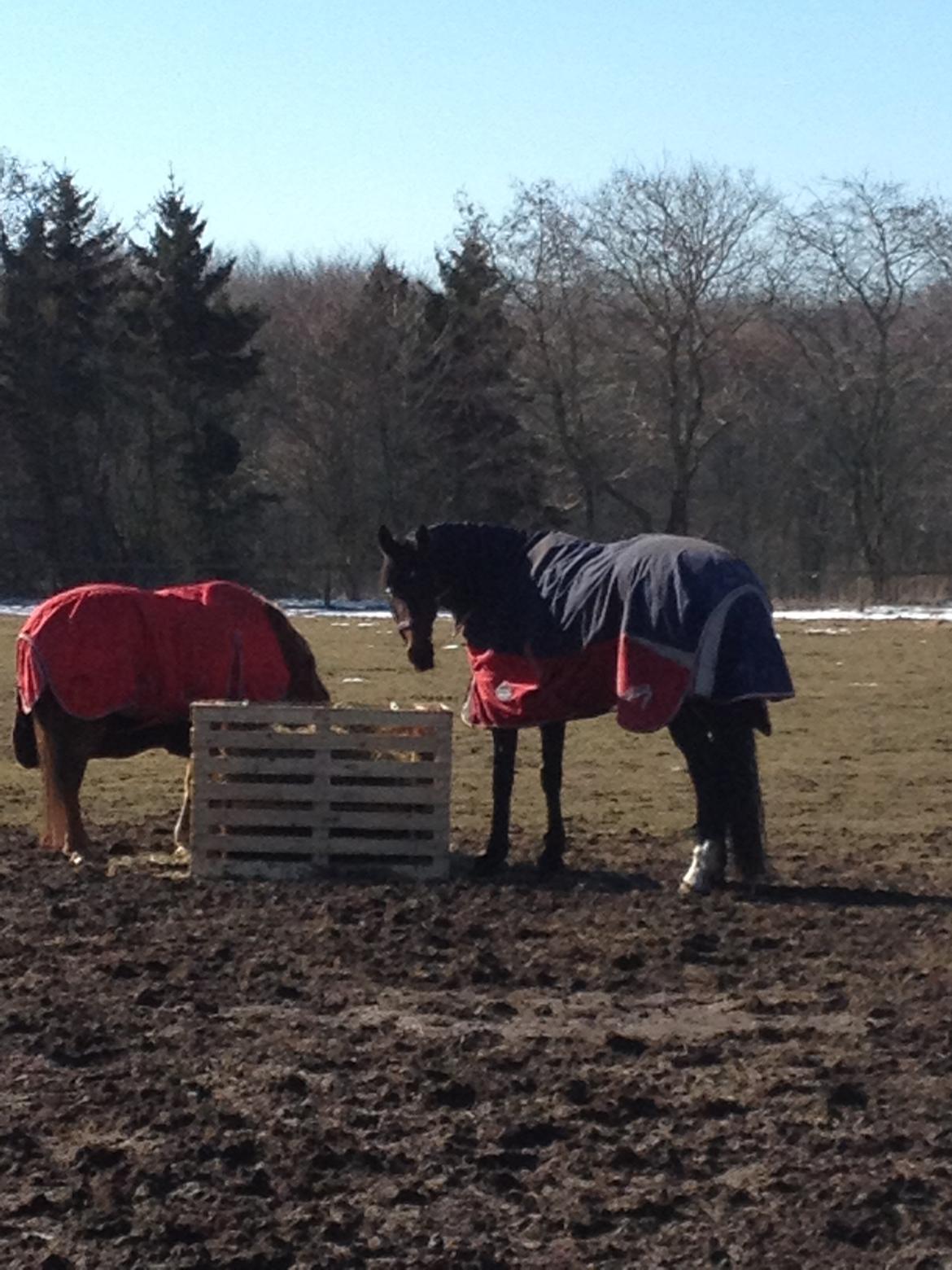 Anden særlig race Farissa - Foldhygge <3
 billede 12