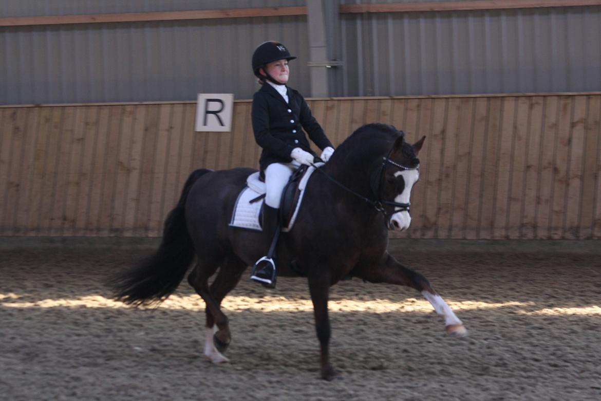 Welsh Pony (sec B) Moelgarnedd Montana A PONY - Sunneved Fri trav til et 9 tal :-) billede 23