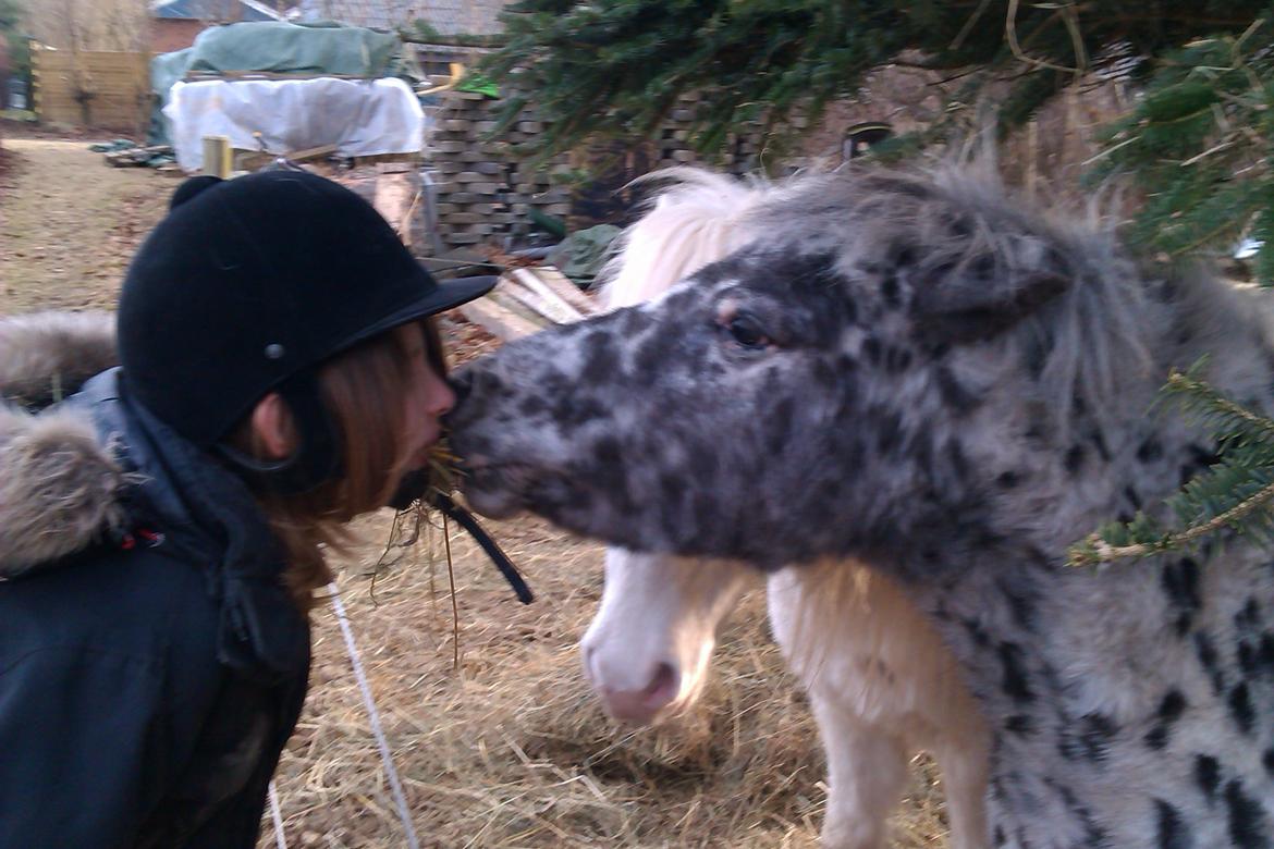 Knabstrupper Flipper - kys kys ea billede 7