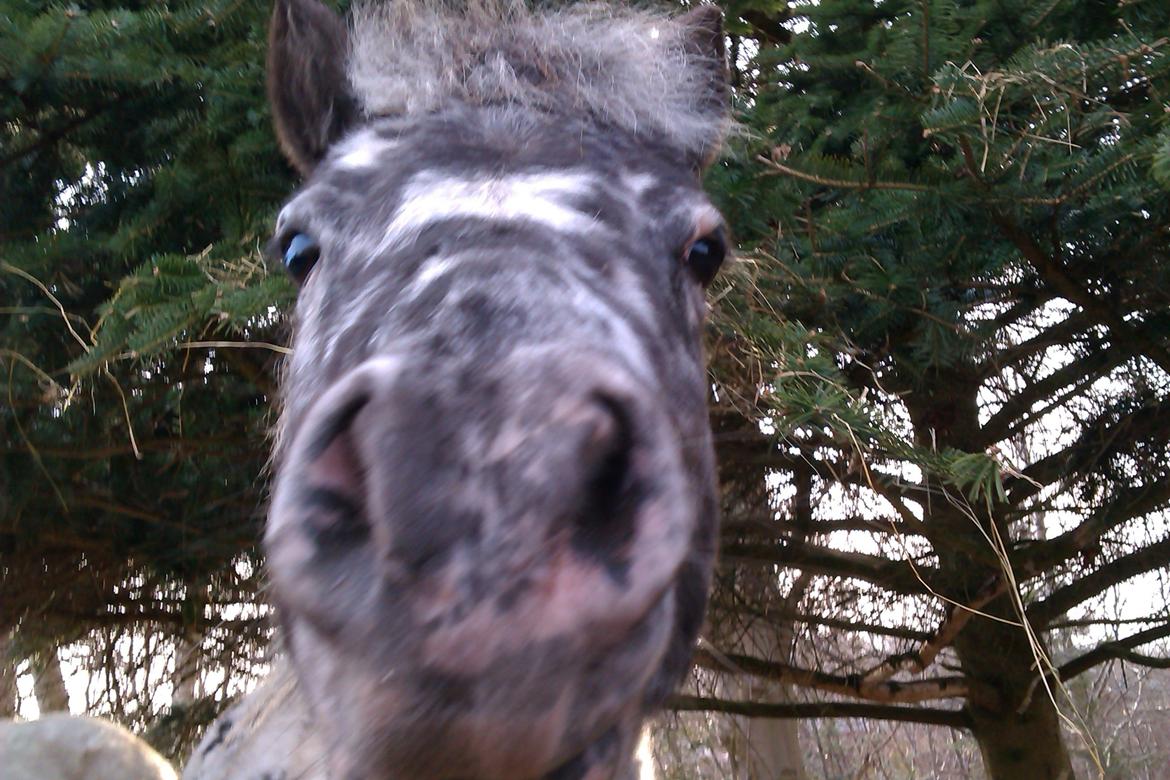 Knabstrupper Flipper - er jeg ikke stor billede 10