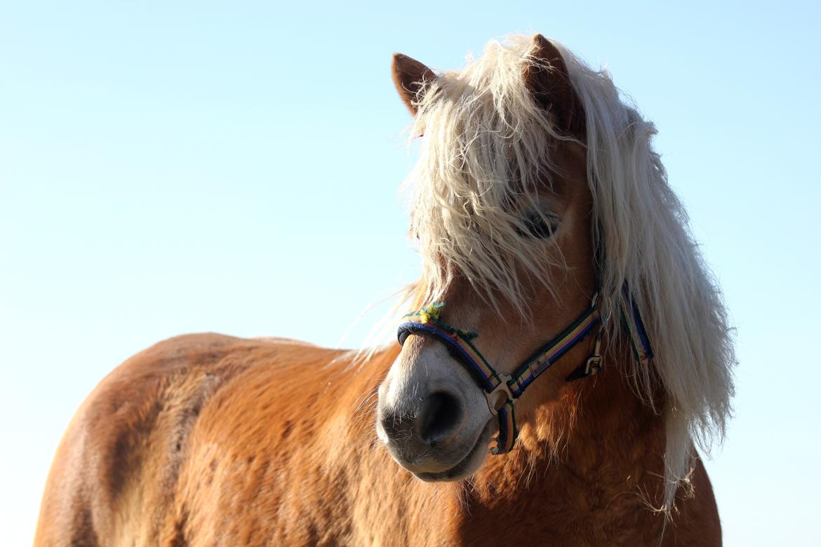 Haflinger Diamond-Diana.  SOLGT  billede 1