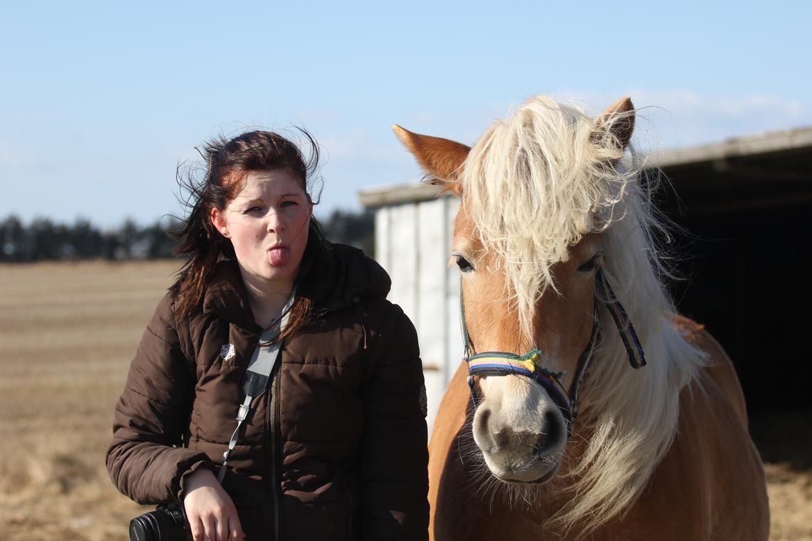 Haflinger Diamond-Diana.  SOLGT  billede 5