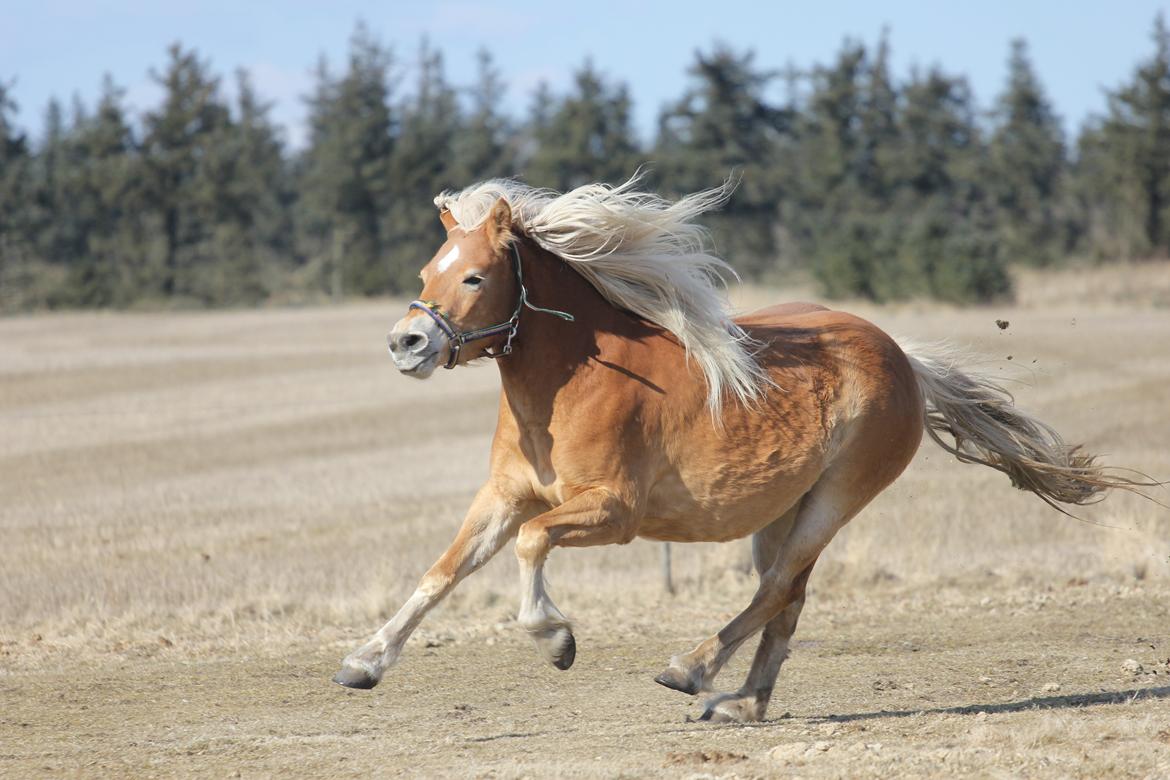 Haflinger Diamond-Diana.  SOLGT  billede 17
