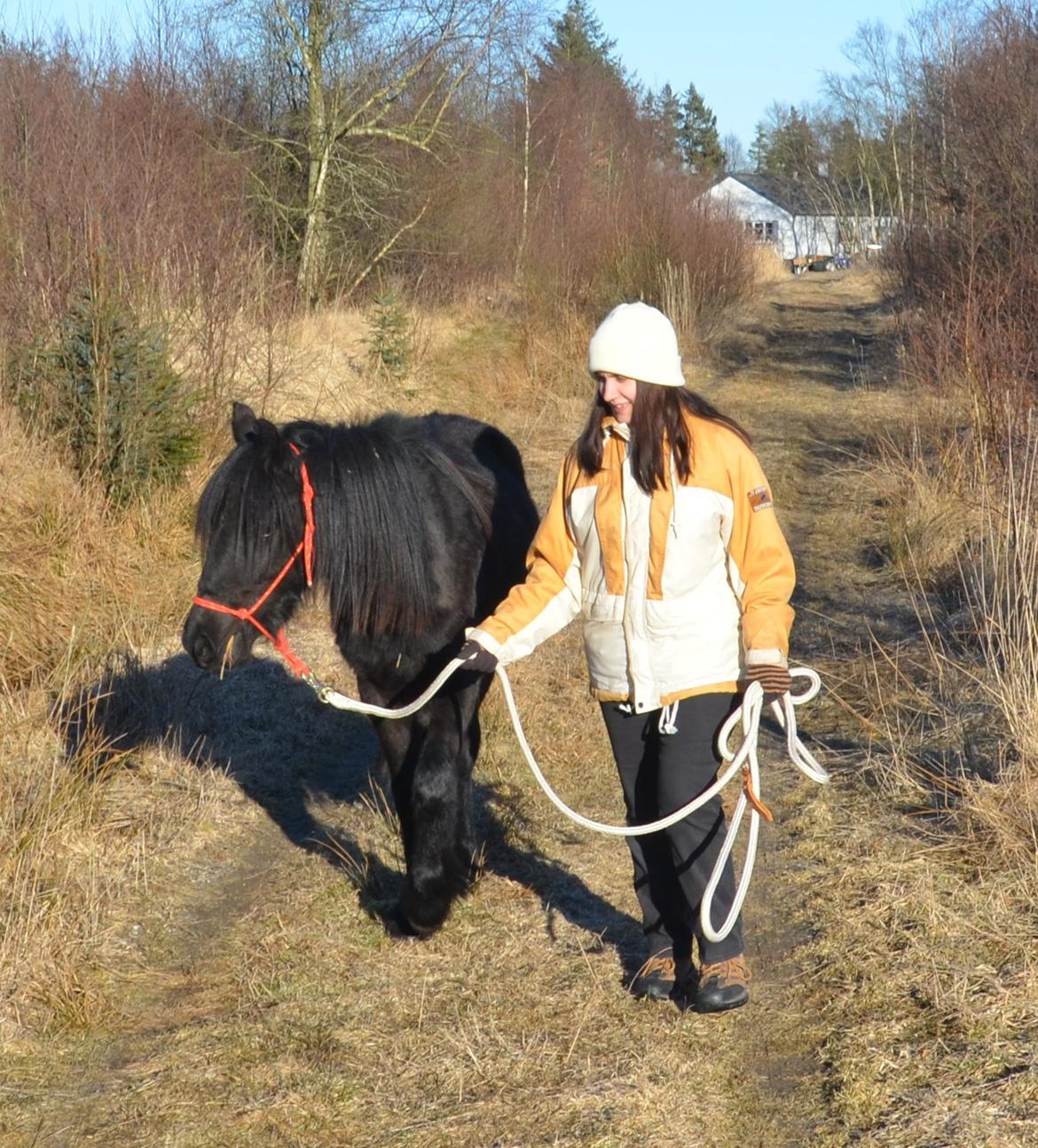 Fell pony Strandgaardens Black Jack - Jack og jeg på vej ud på vores første tur i skoven. billede 5