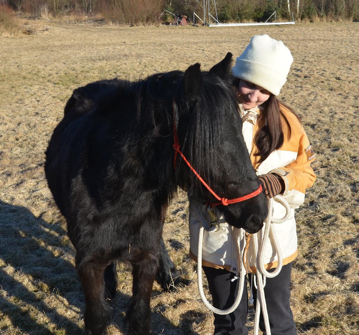 Fell pony Strandgaardens Black Jack - Jack er bare den skønneste nussetrold. :-) billede 6