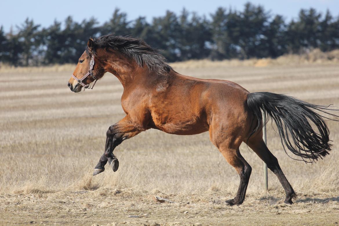 Dansk Varmblod Kraglunds Rosianna [ Tidl.LÅNEHEST] SOLGT!  billede 2