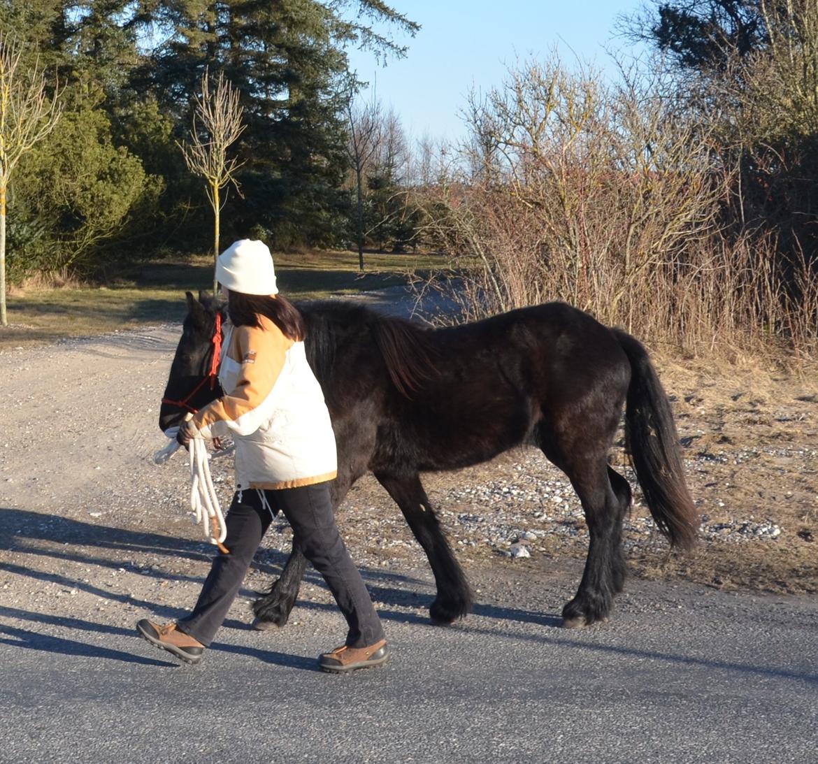Fell pony Strandgaardens Black Jack - Hjemad langs landevejen gik også SUPER - Jack var iskold og bare så sød at gå med. :-) billede 7