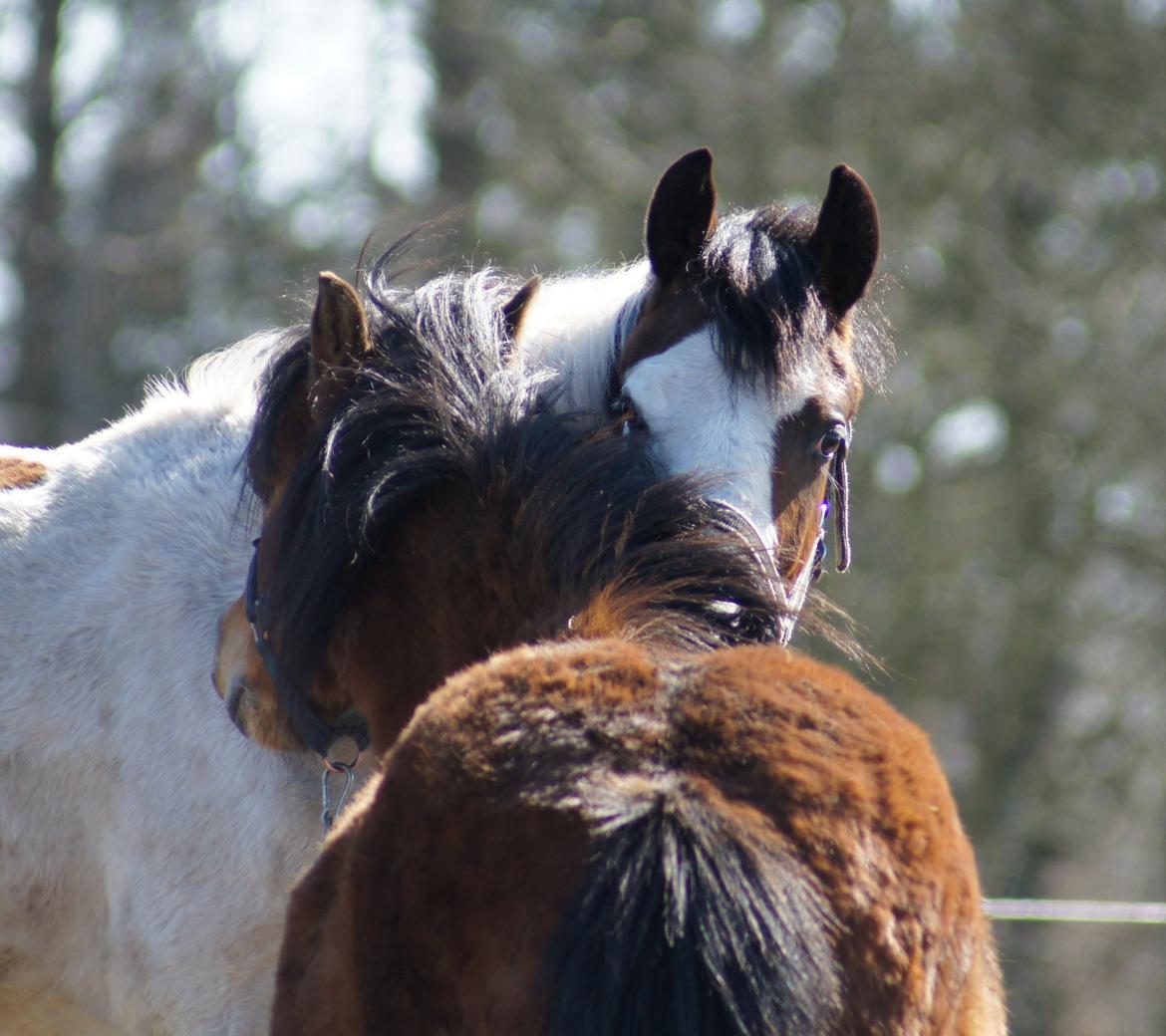 Pinto Graversgaards Chapeau - D. 2. April 2013, 1 års fødselsdag, og meget beskidt, hvilket man jo gerne må være når man kun er en baby ;) billede 9