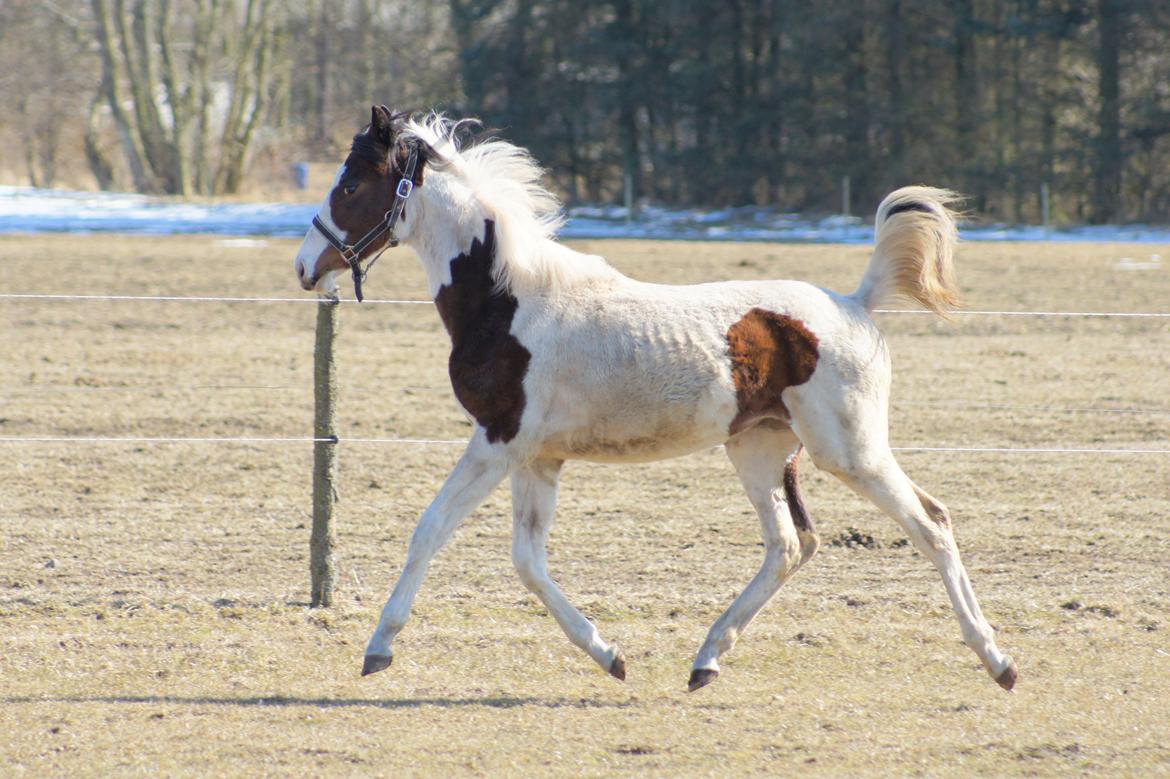 Pinto Graversgaards Chapeau - D. 2. April 2013, 1 års fødselsdag, og meget beskidt, hvilket man jo gerne må være når man kun er en baby ;) billede 6
