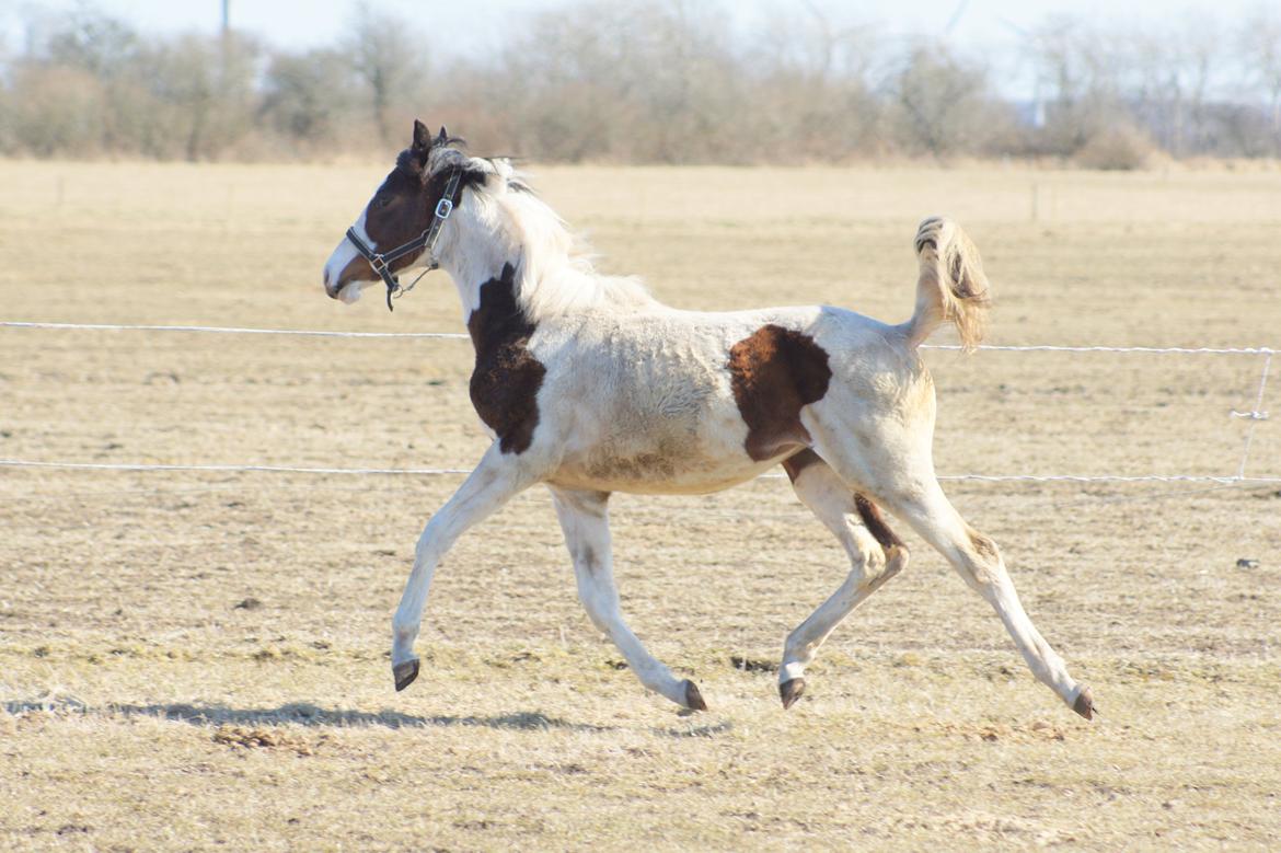 Pinto Graversgaards Chapeau - D. 2. April 2013, 1 års fødselsdag, og meget beskidt, hvilket man jo gerne må være når man kun er en baby ;) billede 14