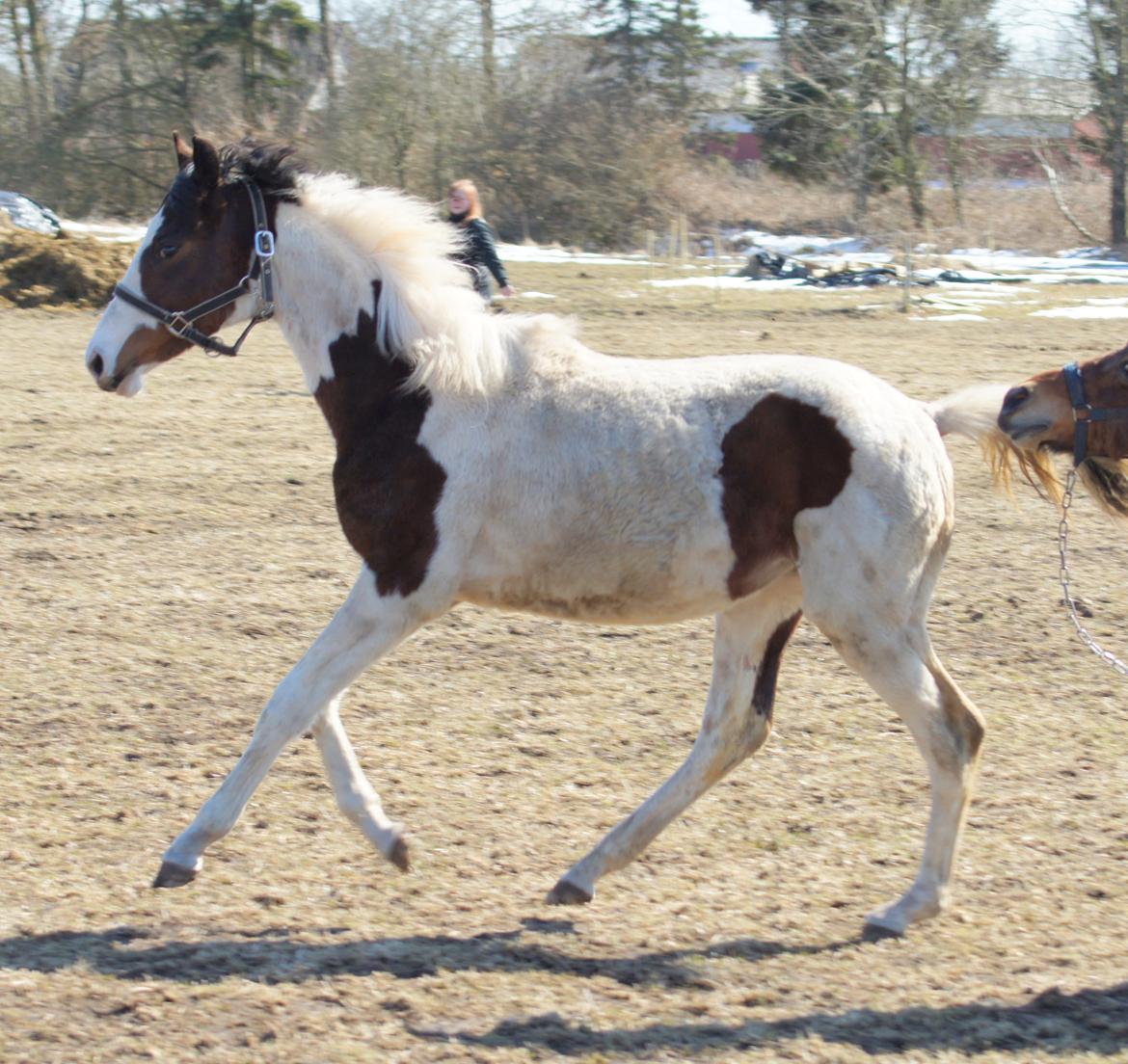 Pinto Graversgaards Chapeau - D. 2. April 2013, 1 års fødselsdag, og meget beskidt, hvilket man jo gerne må være når man kun er en baby ;) billede 19