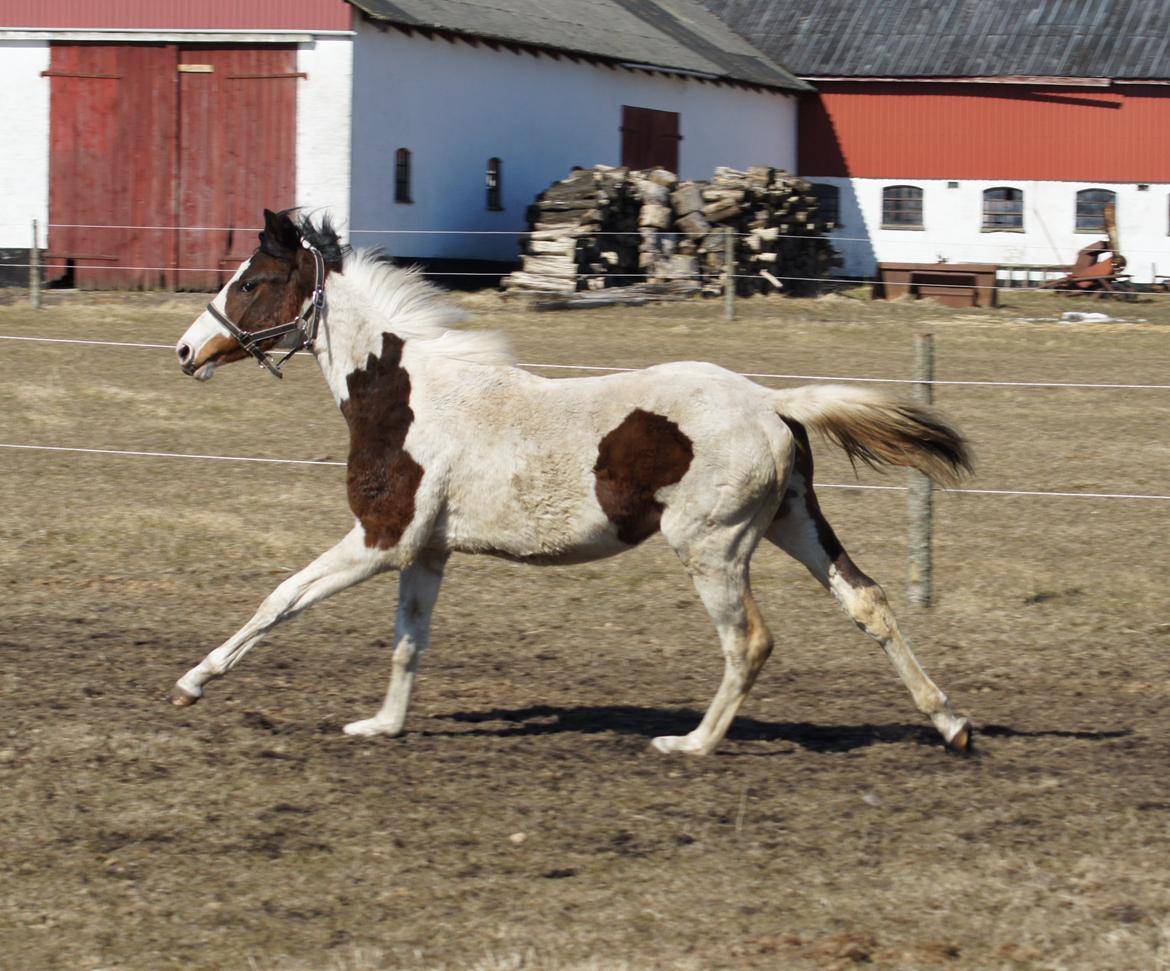 Pinto Graversgaards Chapeau - D. 2. April 2013, 1 års fødselsdag, og meget beskidt, hvilket man jo gerne må være når man kun er en baby ;) billede 15