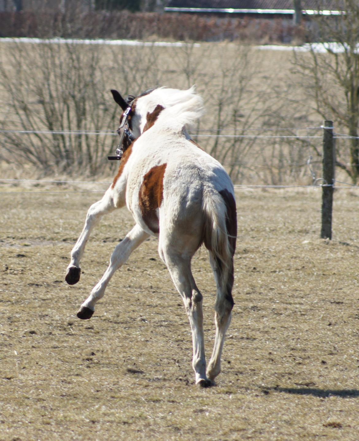 Pinto Graversgaards Chapeau - D. 2. April 2013, 1 års fødselsdag, og meget beskidt, hvilket man jo gerne må være når man kun er en baby ;) billede 21