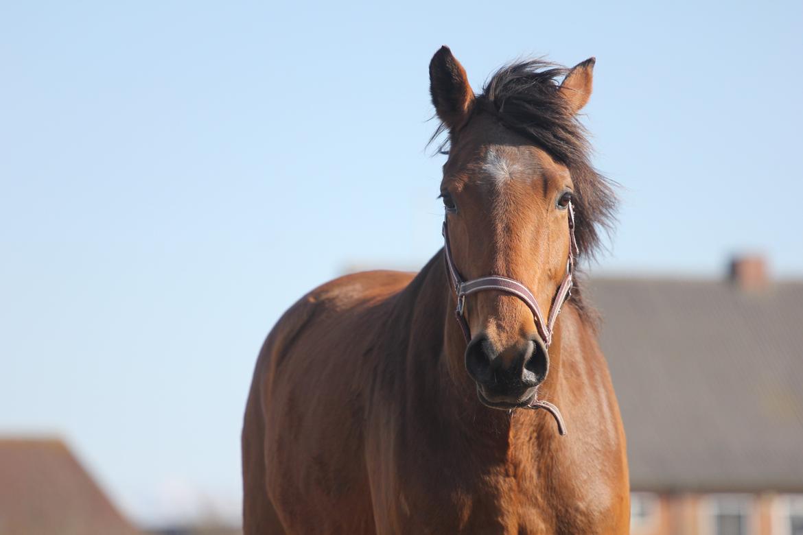 Dansk Varmblod Kraglunds Rosianna [ Tidl.LÅNEHEST] SOLGT!  billede 15