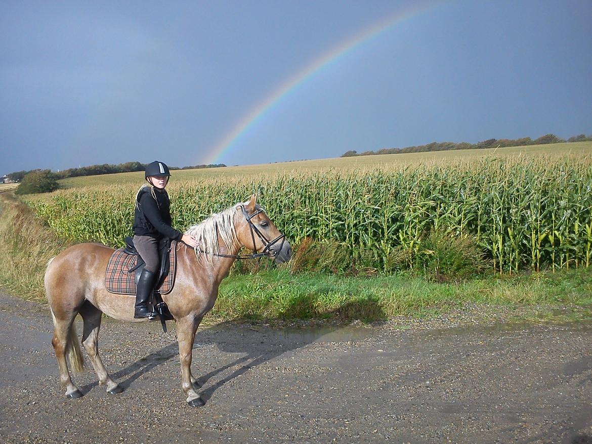 Haflinger Gelstoft Houston billede 2