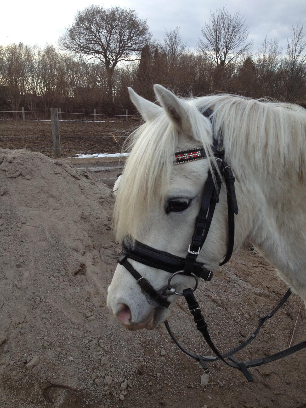 Welsh Pony (sec B) Klintholms Sir Jeff - Velkommen til Jeff`s profil<3 billede 1