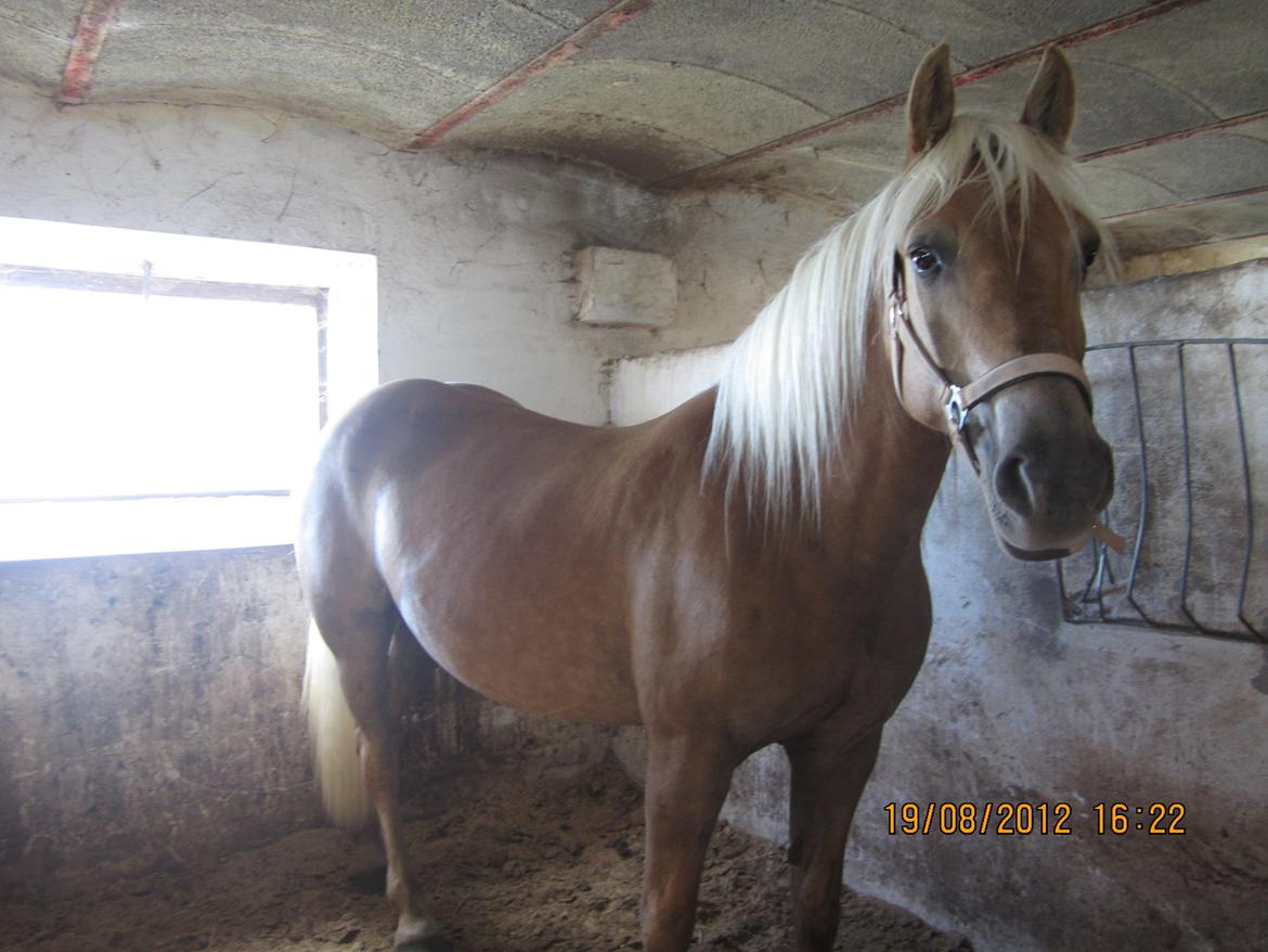 Haflinger Gelstoft Houston billede 17