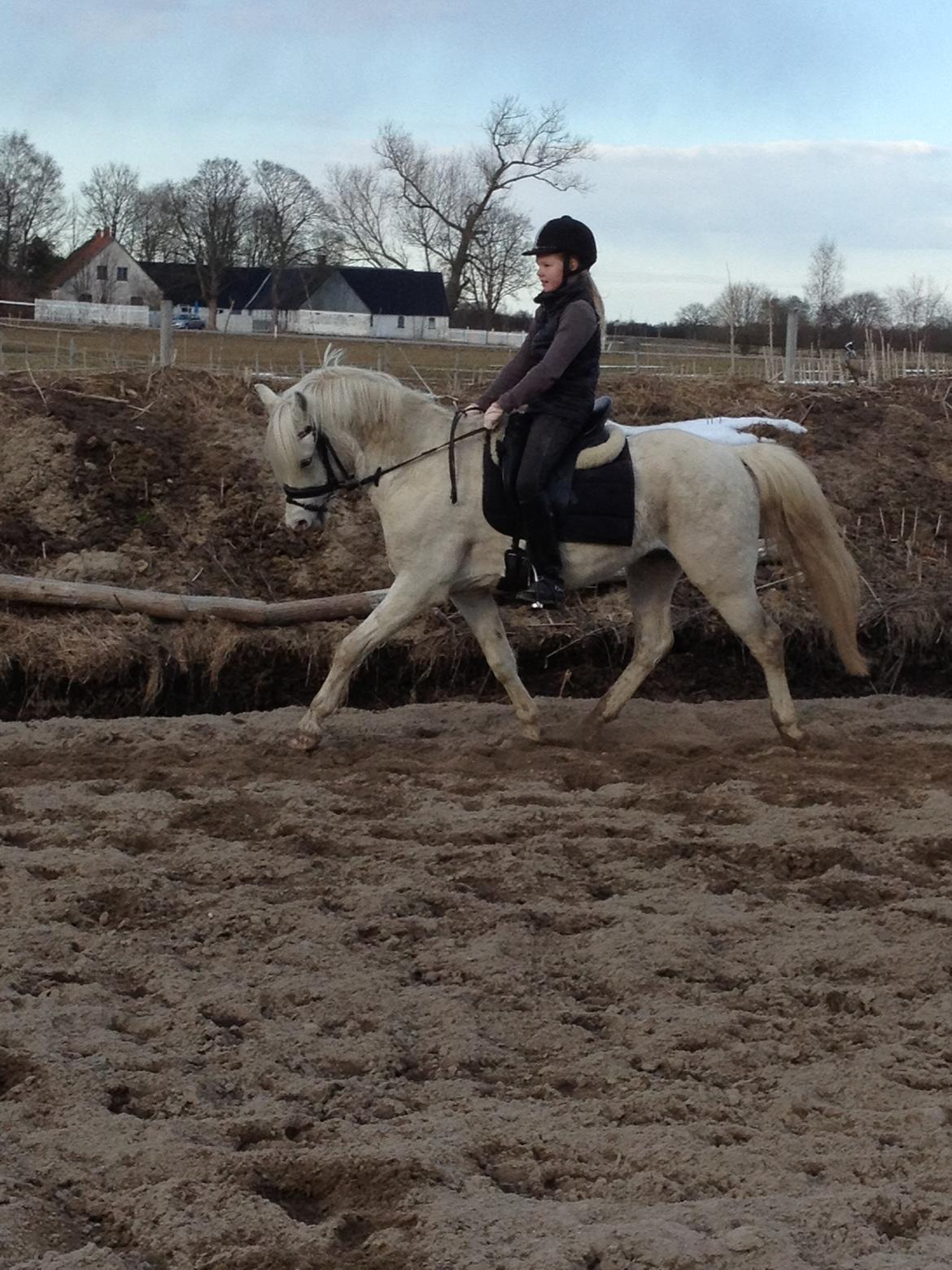 Welsh Pony (sec B) Klintholms Sir Jeff - Træning d. 02/04-13<3 billede 2