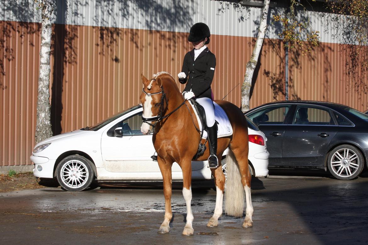 Tysk Sportspony Der Harlekin B A-pony - Første stævne! billede 12