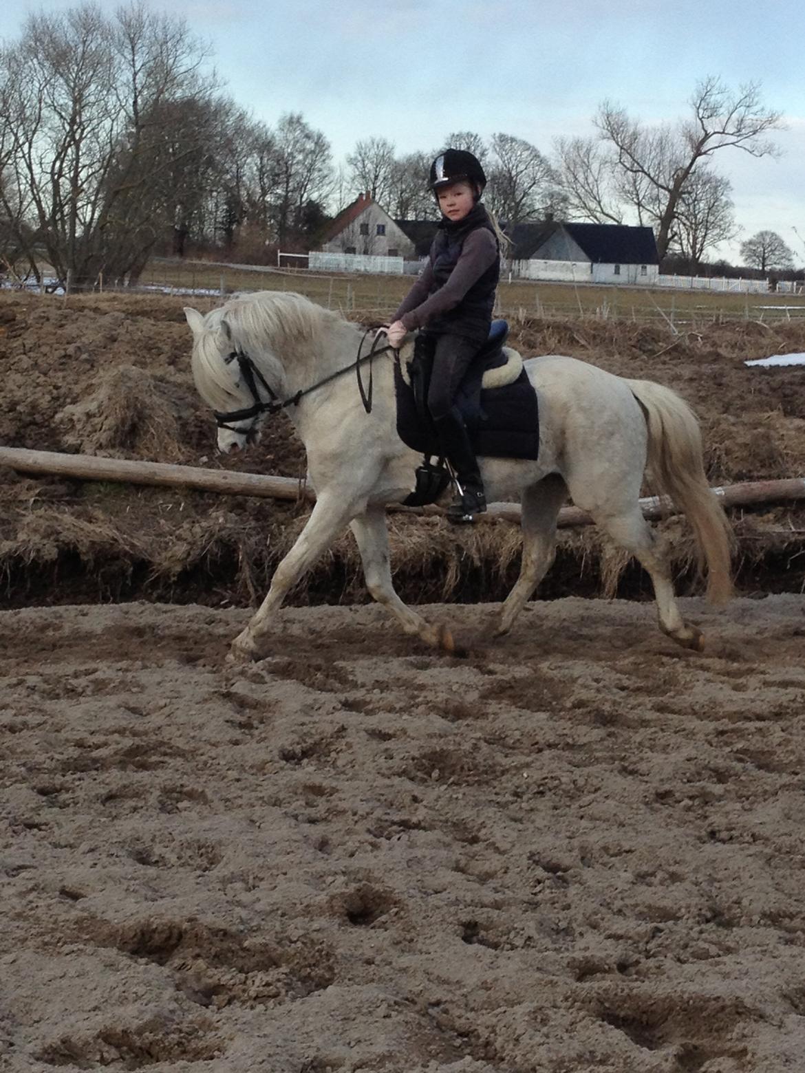 Welsh Pony (sec B) Klintholms Sir Jeff - 02/04-13<3 billede 3