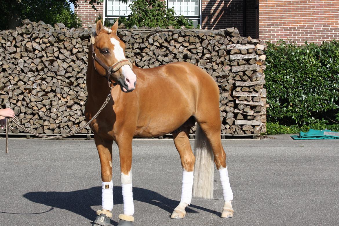 Tysk Sportspony Der Harlekin B A-pony billede 15