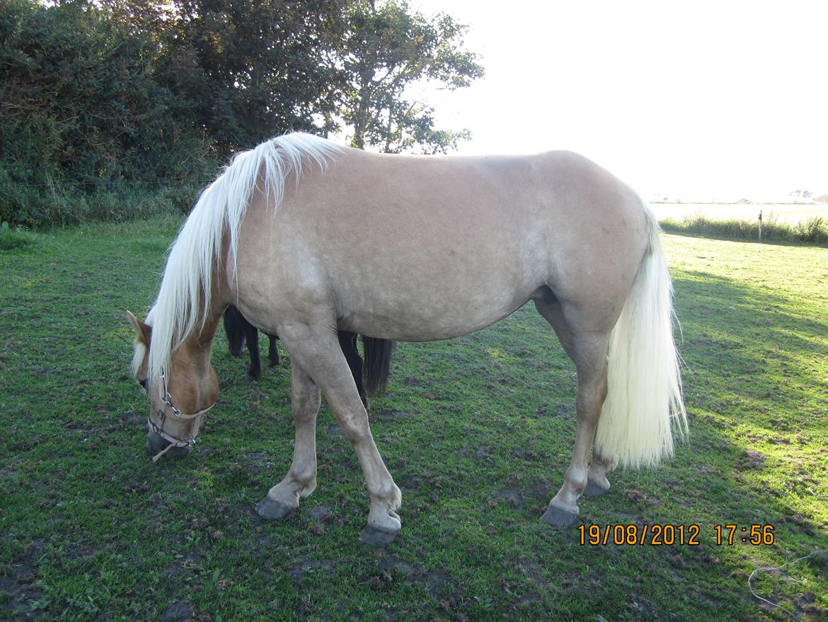 Haflinger Gelstoft Houston billede 11