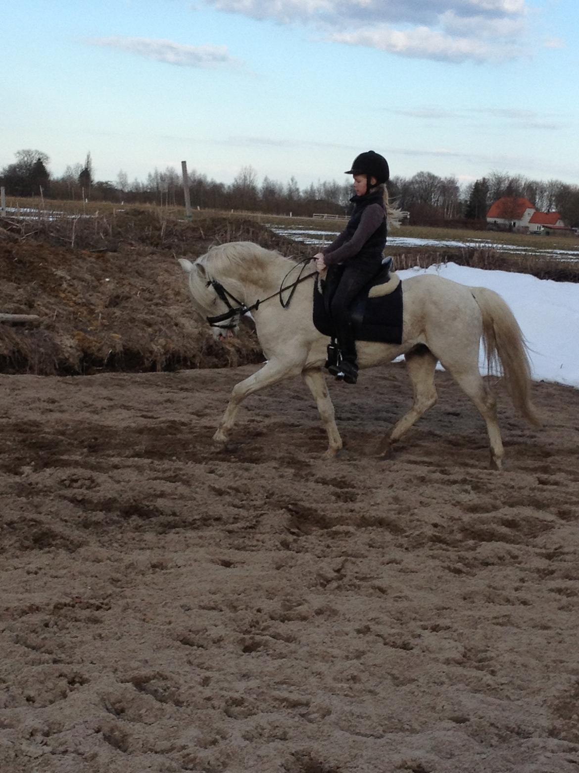 Welsh Pony (sec B) Klintholms Sir Jeff billede 5