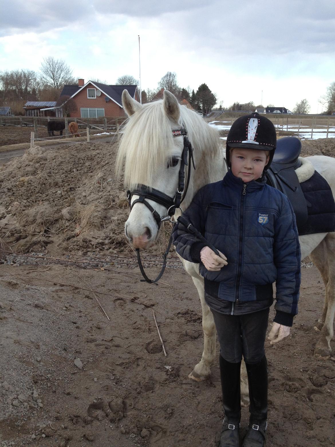 Welsh Pony (sec B) Klintholms Sir Jeff billede 7