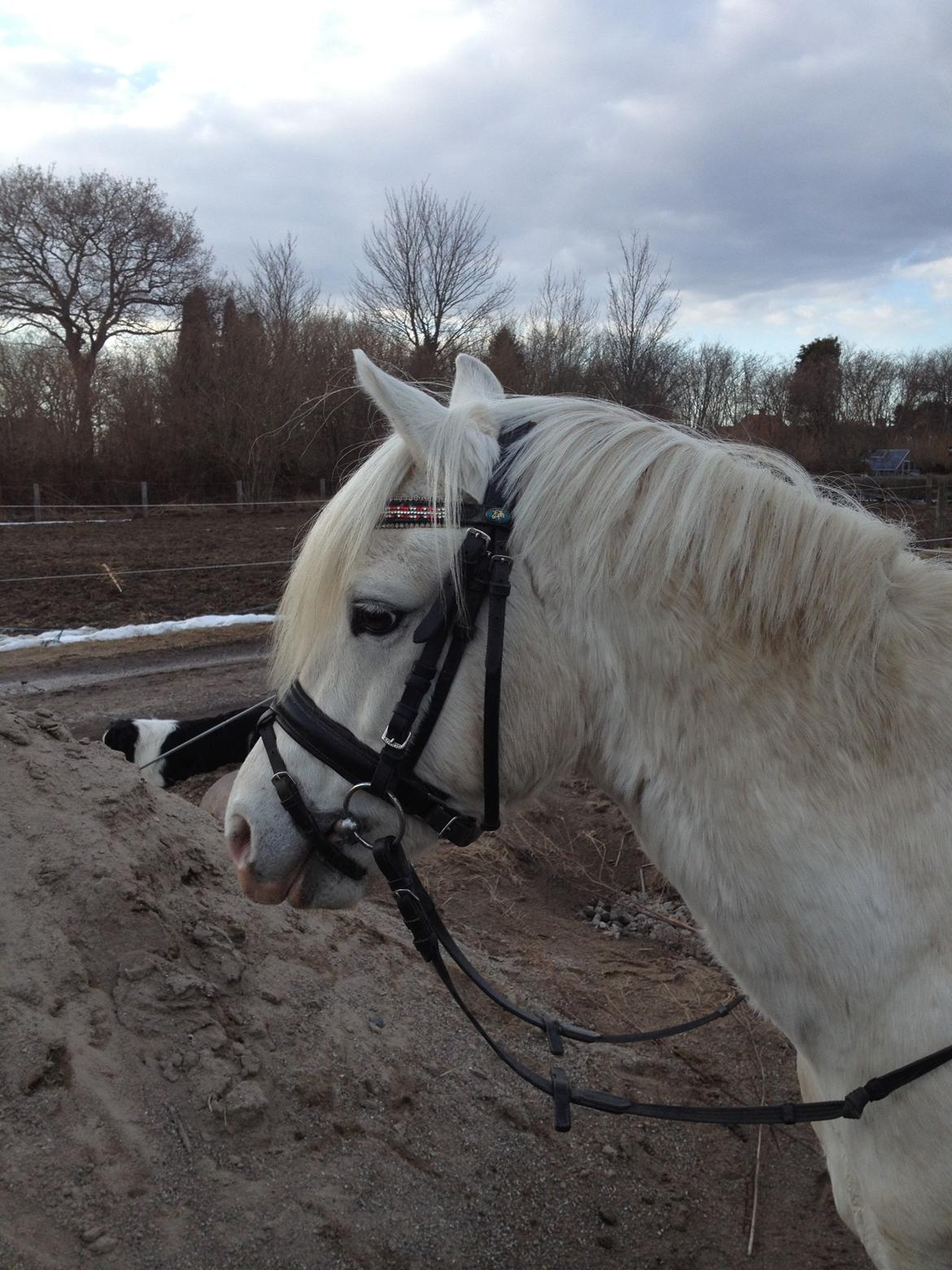 Welsh Pony (sec B) Klintholms Sir Jeff billede 8