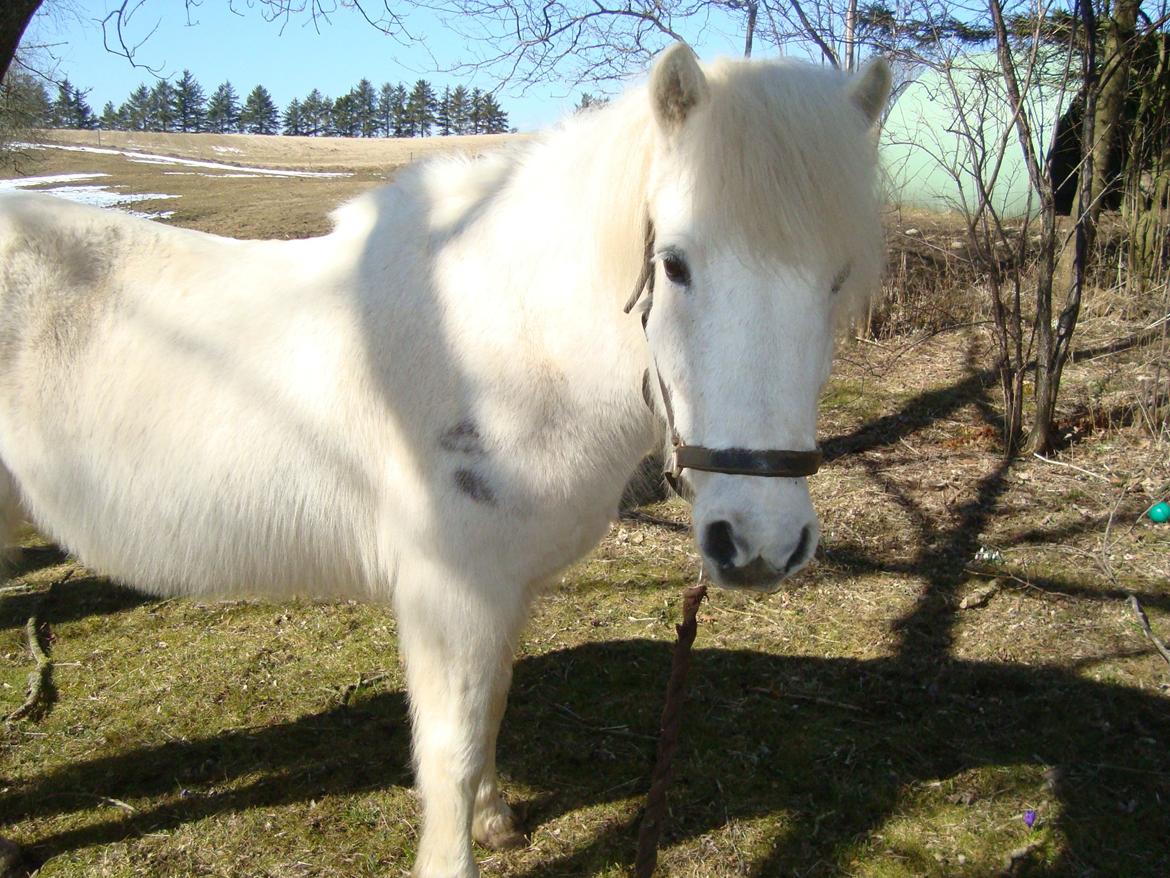 Islænder Gersemi billede 12