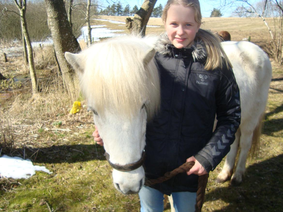 Islænder Gersemi billede 13