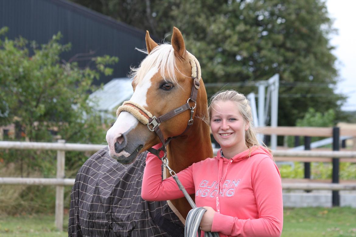 Tysk Sportspony Der Harlekin B A-pony - Harley og hans gamle ejer billede 17