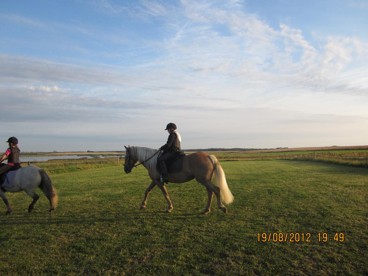 Haflinger Gelstoft Houston billede 19
