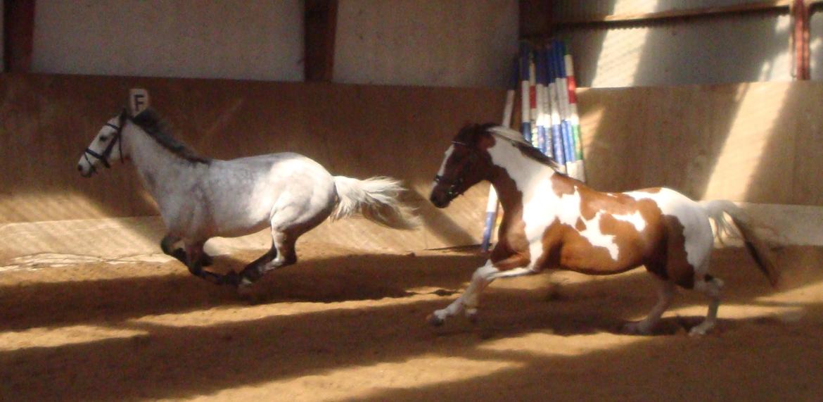 Pinto Svalebos Leonardo (B-pony) billede 6