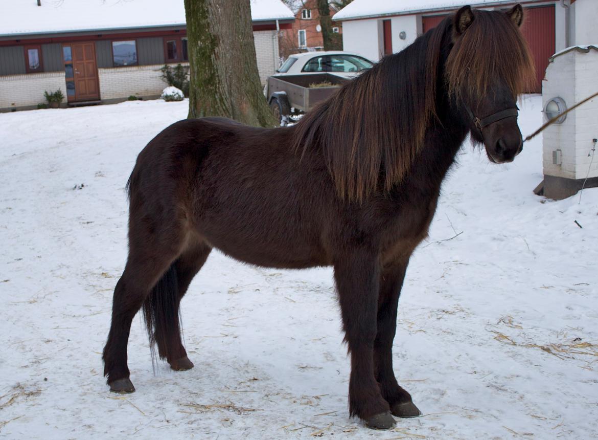 Islænder Alvar fra Vivildgård billede 2