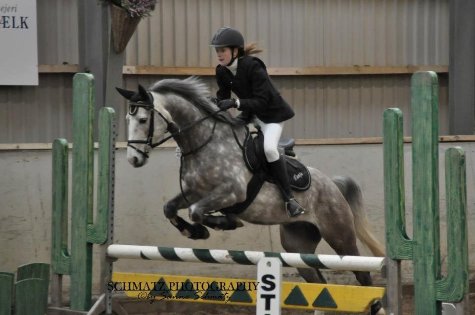 Arabisk fuldblod (OX) /New Forest Timberlake - LC i Tinglev;) billede 16