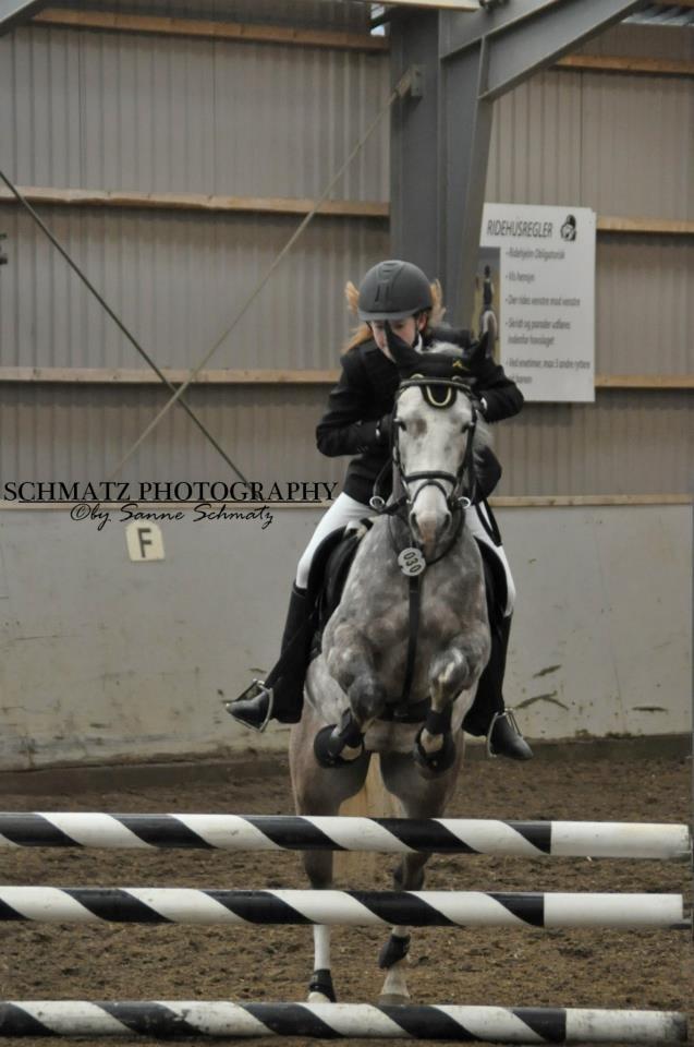 Arabisk fuldblod (OX) /New Forest Timberlake - Stævne Tinglev<3 billede 17