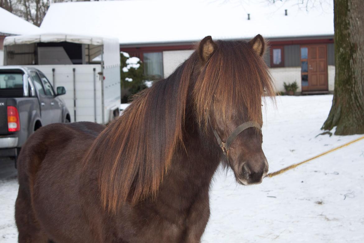 Islænder Alvar fra Vivildgård billede 3