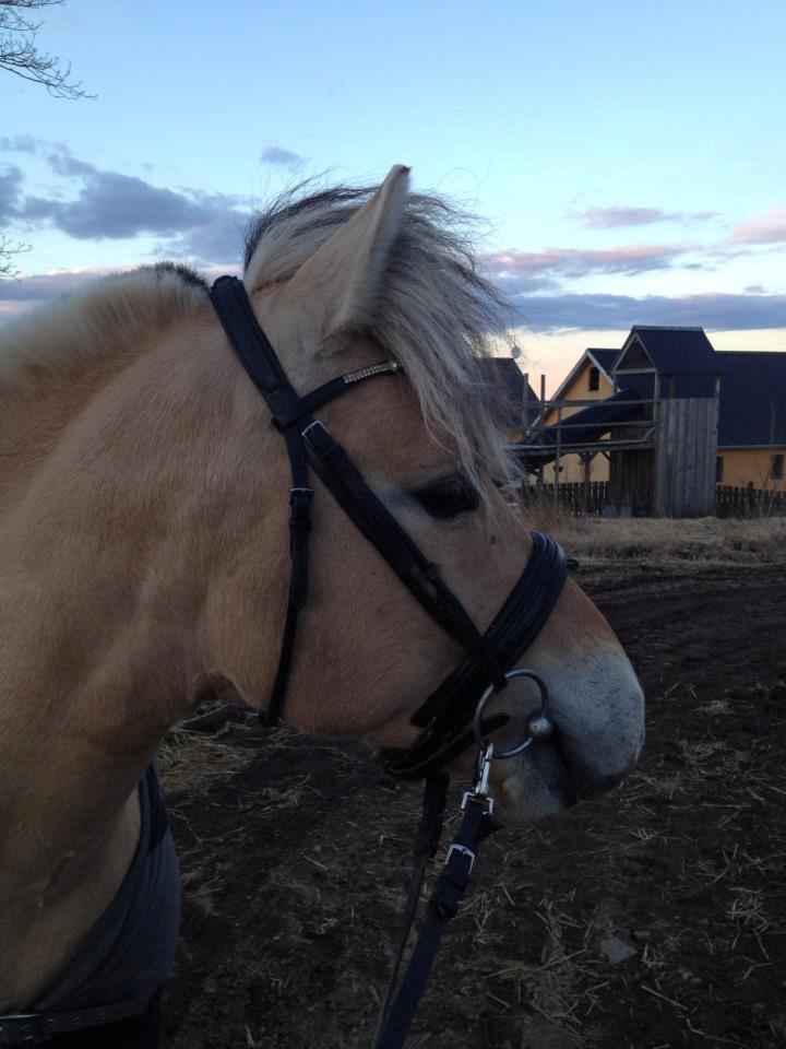 Fjordhest Oscar Vårby billede 34